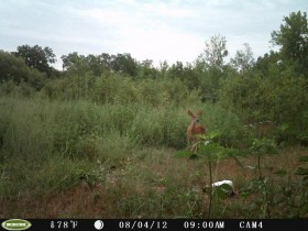 game camera pics