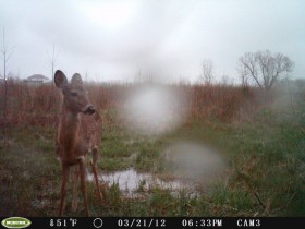 game camera pics