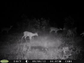 game camera pics