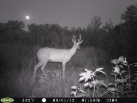 game camera pics