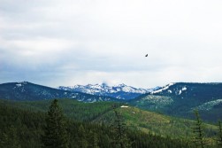 golden eagle  flying over with the bitterroot mountains in the backround