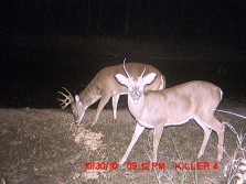 Head Hunters Bucks