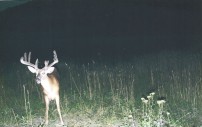 Holy brow tines!
