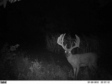 Huge Trail Camera Buck Gets Me Fired Up