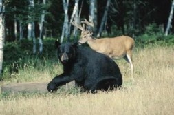Bear & Deer