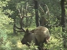 Monster Elk!!