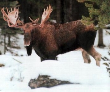 Monster Moose!!