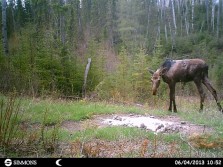 Moose and Deer