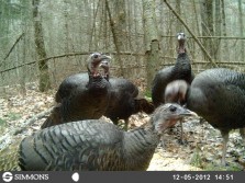 More Turkeys