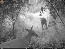 NAHC's Backyard Scouting Camera