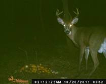 nice buck from my trail cam toke in 2011