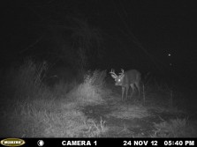 Nice buck that i seen the other night and passed up!