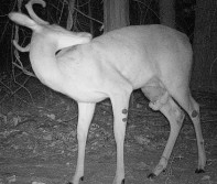 Pictures of Deer Deformities