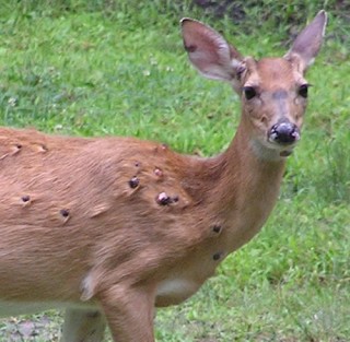 Pictures of Deer Deformities