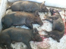 Pig Trapping