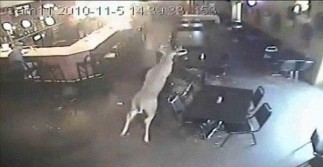 So this Deer Walks into A Bar....