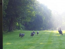 turkeys on golf course