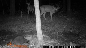 Two nice size bucks and a coon