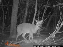 Vermont huge doe (same deer)