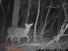 Vermont huge doe (same deer)