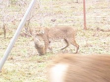 What does this big bobcat have?