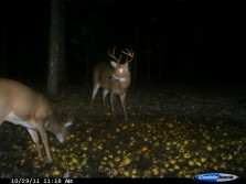 Whitetails from 2011