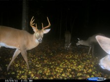 Whitetails from 2011