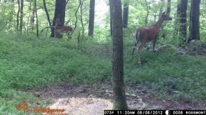 Wildgame Innovations Red 6 Enhanced