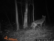 yote at feeder