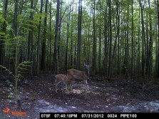 young fawn and mom