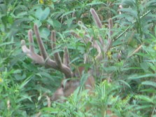 young well fed buck