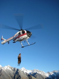 1 of Alpine Hunting's Helicopters with a Bull Tahr