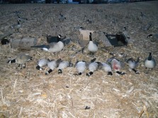 2011 goose hunting success