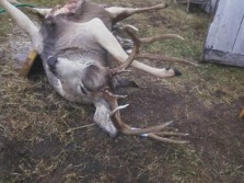 2012 Montana buck