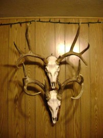 2013 Euro mounts, My mulie, son in law Grants whitetail