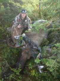 Archery Bull Moose