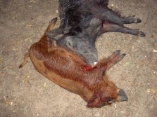 texas hog hunt with dogs