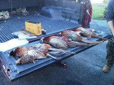 Thanksgiving Day Pheasant 2011
