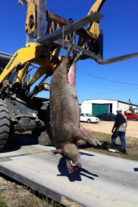 460 lbs hog