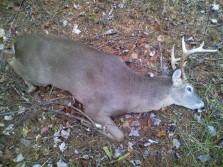 7 point buck in North Carolina