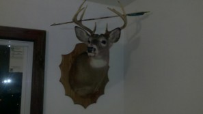 8pt with bow