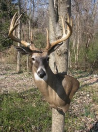 Awesome mount on 10 point buck