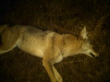 Coyote Dropped