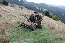 Big Red Stags