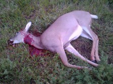 My second white-tailed doe