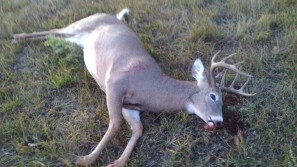 My first trophy white-tailed buck