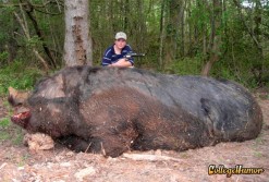 A big hog