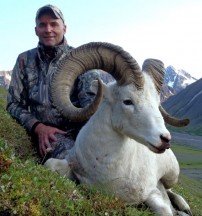 Alaska Dall Sheep