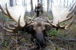 Archery Moose Hunt