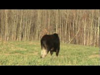 Arrowed a moose in the open